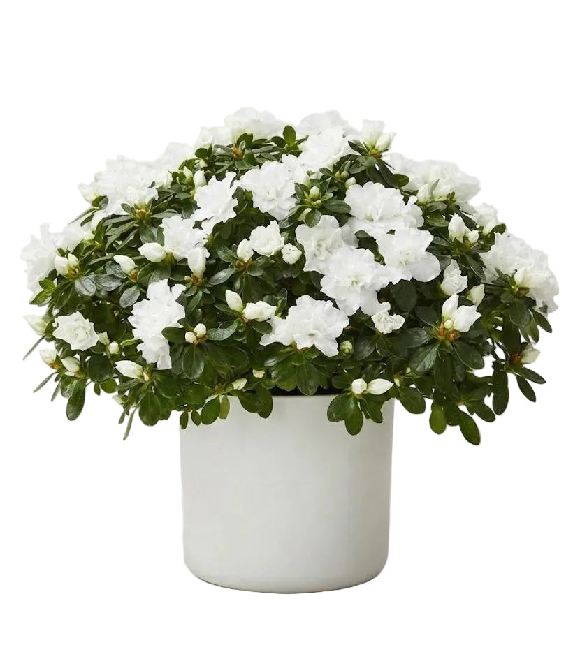 Charming Azalea in Pot
