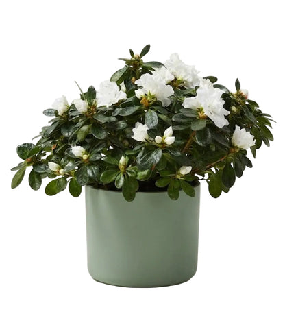 Charming Azalea in Pot