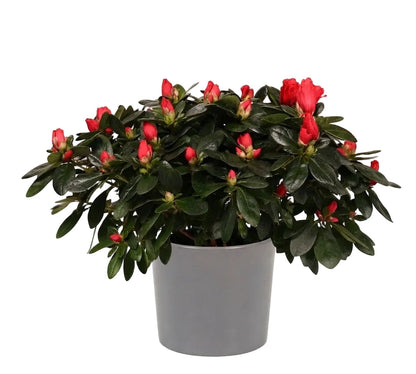 Charming Azalea in Pot