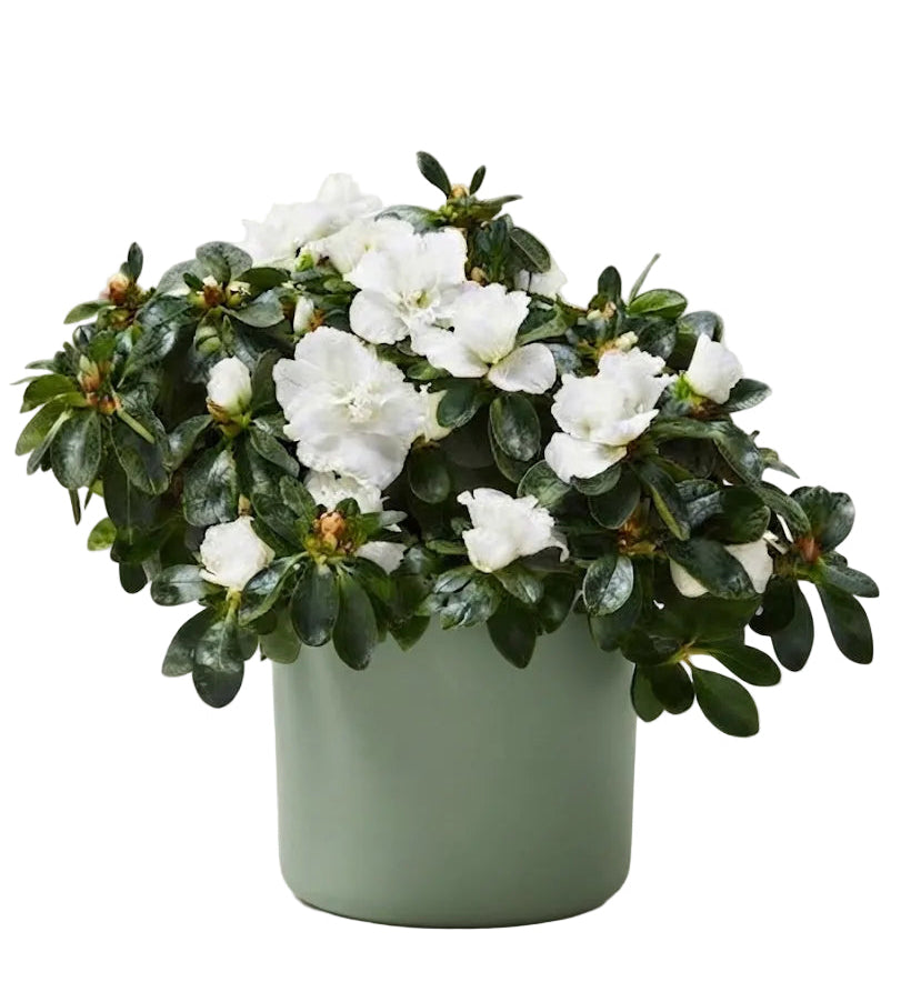 Charming Azalea in Pot