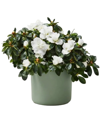 Charming Azalea in Pot