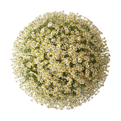 Cheerful Daisy Tanacetum Bouquet