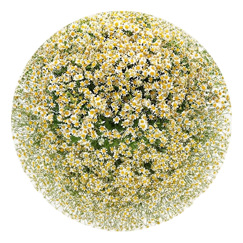 Cheerful Daisy Tanacetum Bouquet