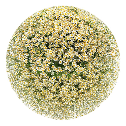Cheerful Daisy Tanacetum Bouquet