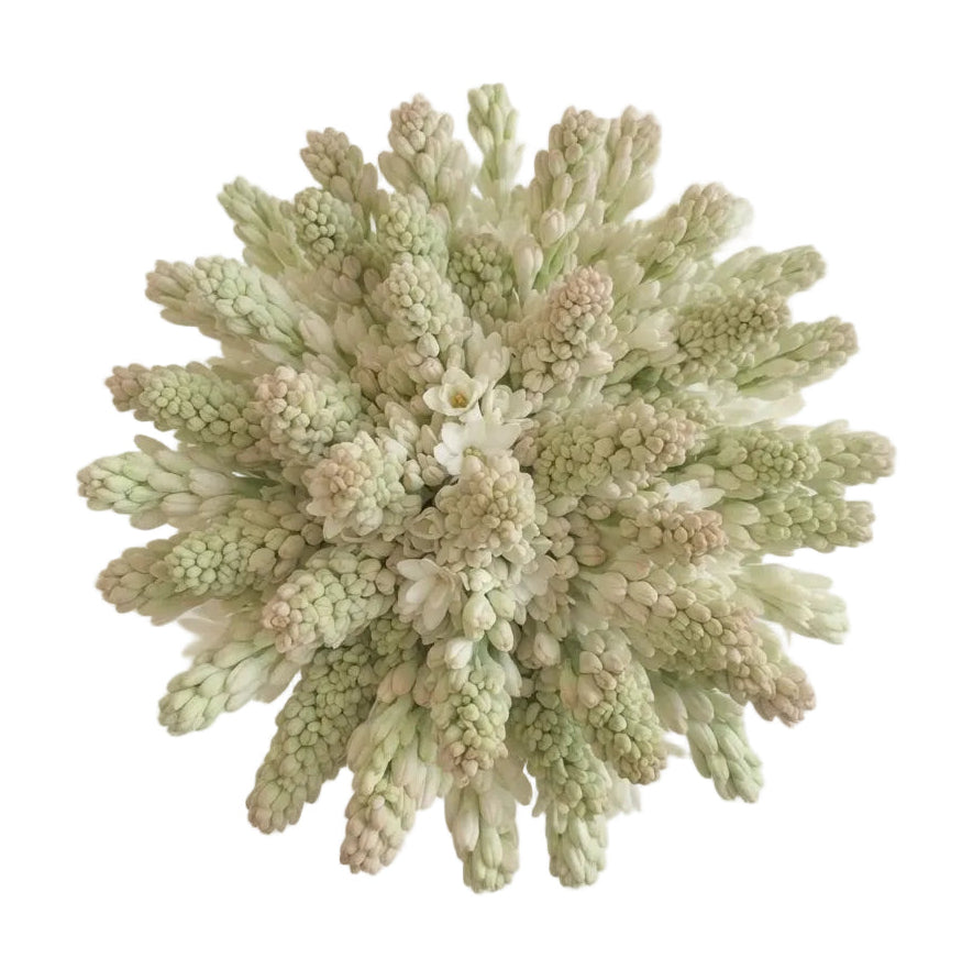 Classic Polianthes Tuberosa Bouquet