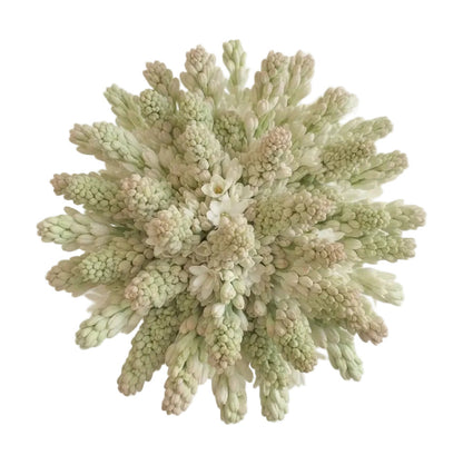 Classic Polianthes Tuberosa Bouquet