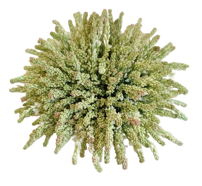 Classic Polianthes Tuberosa Bouquet