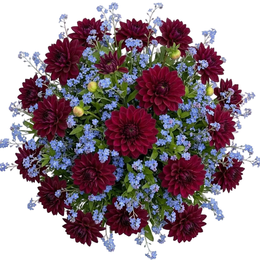 Dahlia with Blue Forget-Me-Not Bouquet