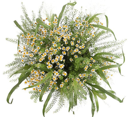 Daisy Tanacetum with Greenery Wild Bouquet