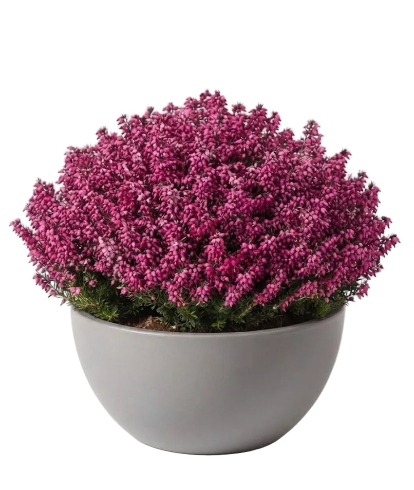 Erica Ceramic Bowl Arrangement
