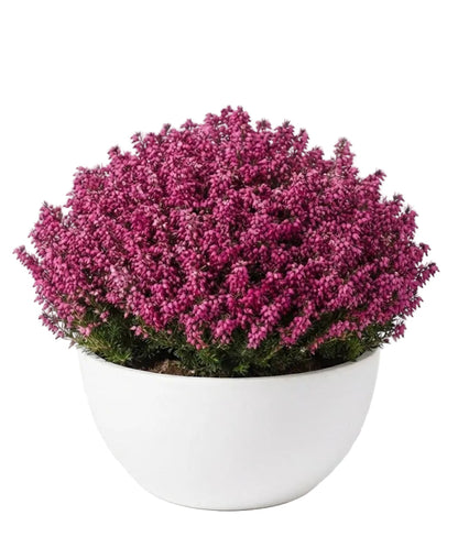 Erica Ceramic Bowl Arrangement