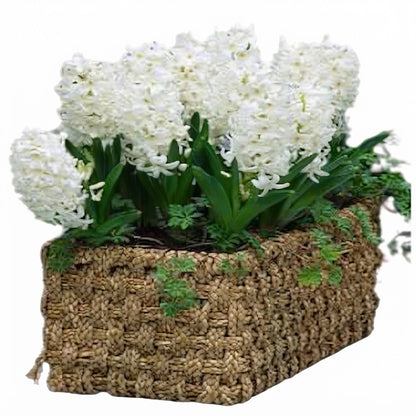 Hyacinth in Rectangle Basket