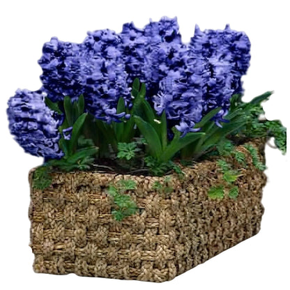 Hyacinth in Rectangle Basket