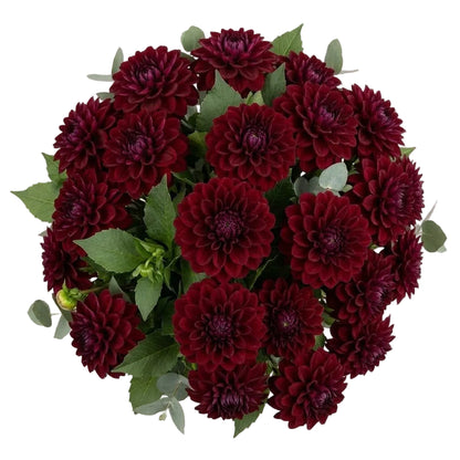 Luxury Burgundy Dahlia Bouquet