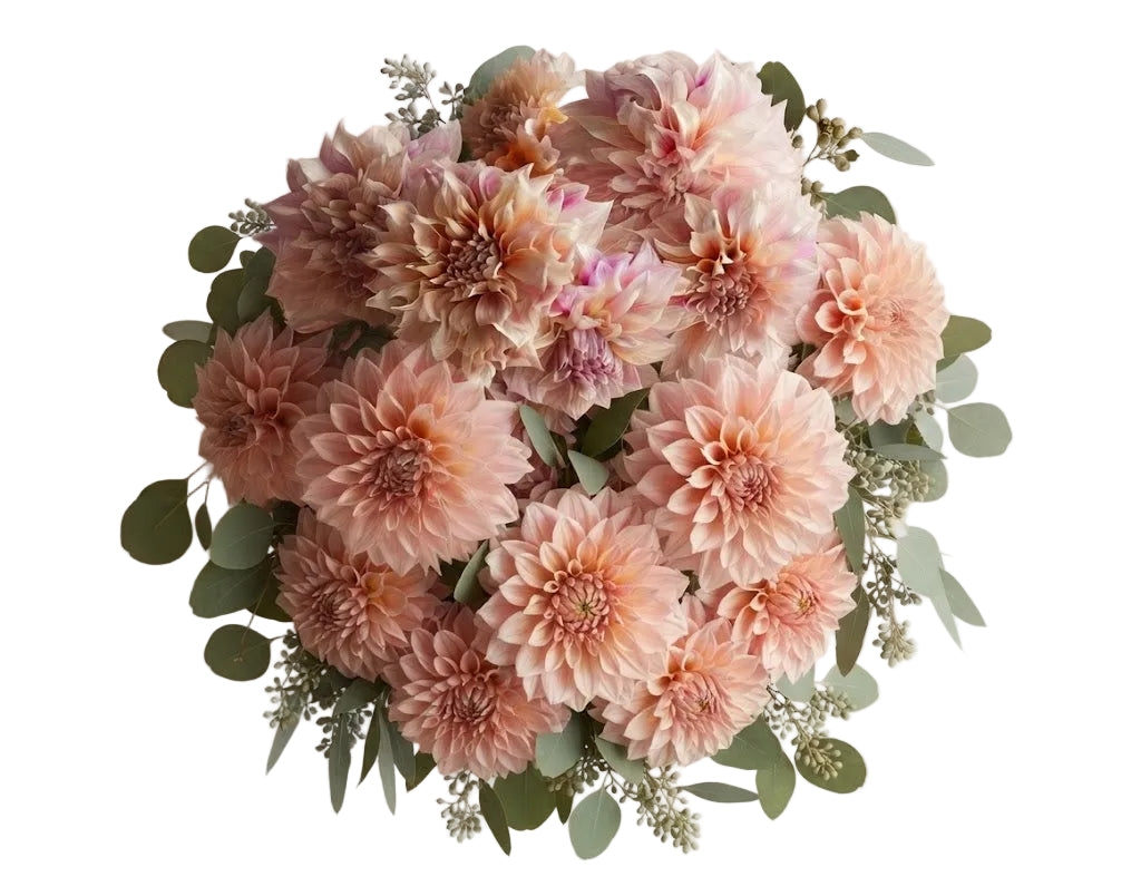 Luxury Cafe au Lait Dhalia Bouquet with Eucalyptus
