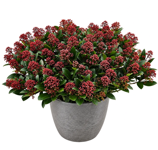 Luxury Skimmia Rubella Plant in Ceramic Pot
