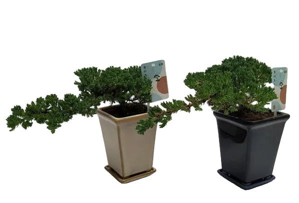 Bonsai Juniperus Chinensis Cascade