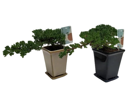 Bonsai Juniperus Chinensis Cascade