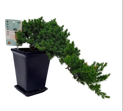 Bonsai Juniperus Chinensis Cascade