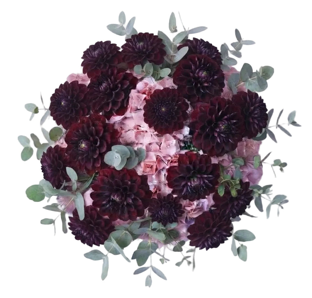 Magnificent Bouquet of Hydrangea and Burgundy Dahlia