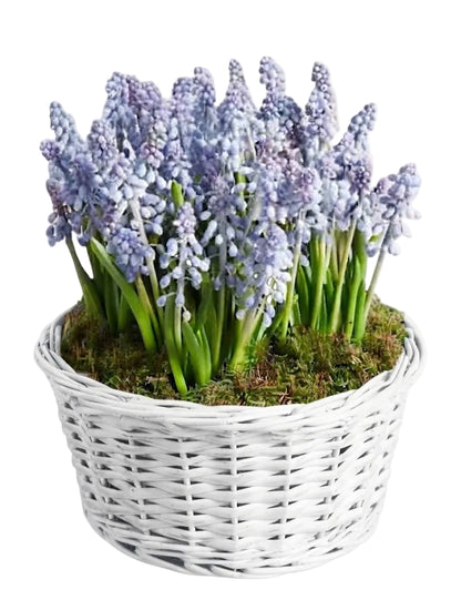 Muscari Cute Basket