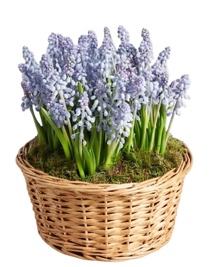 Muscari Cute Basket
