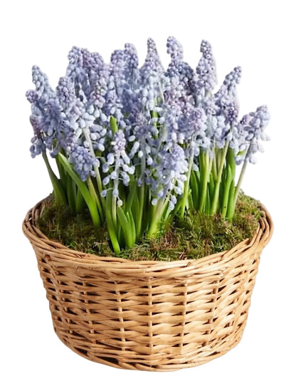 Muscari Cute Basket