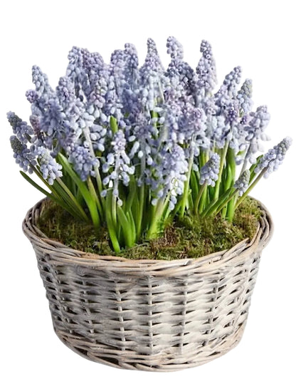 Muscari Cute Basket