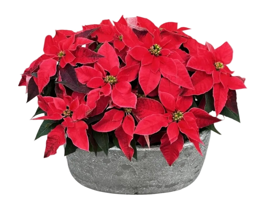 Poisenttia in Luxury Oval Pot