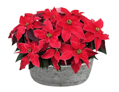 Poisenttia in Luxury Oval Pot