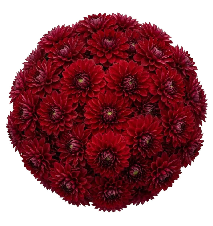 Premium Red Dahlia Bridal Bouquet