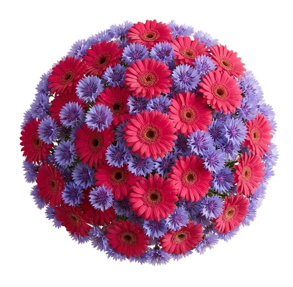 Pretty Bouquet of Gerbera and Cornflowers