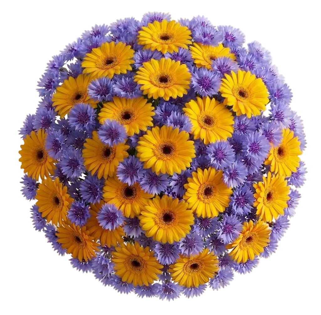 Pretty Bouquet of Gerbera and Cornflowers
