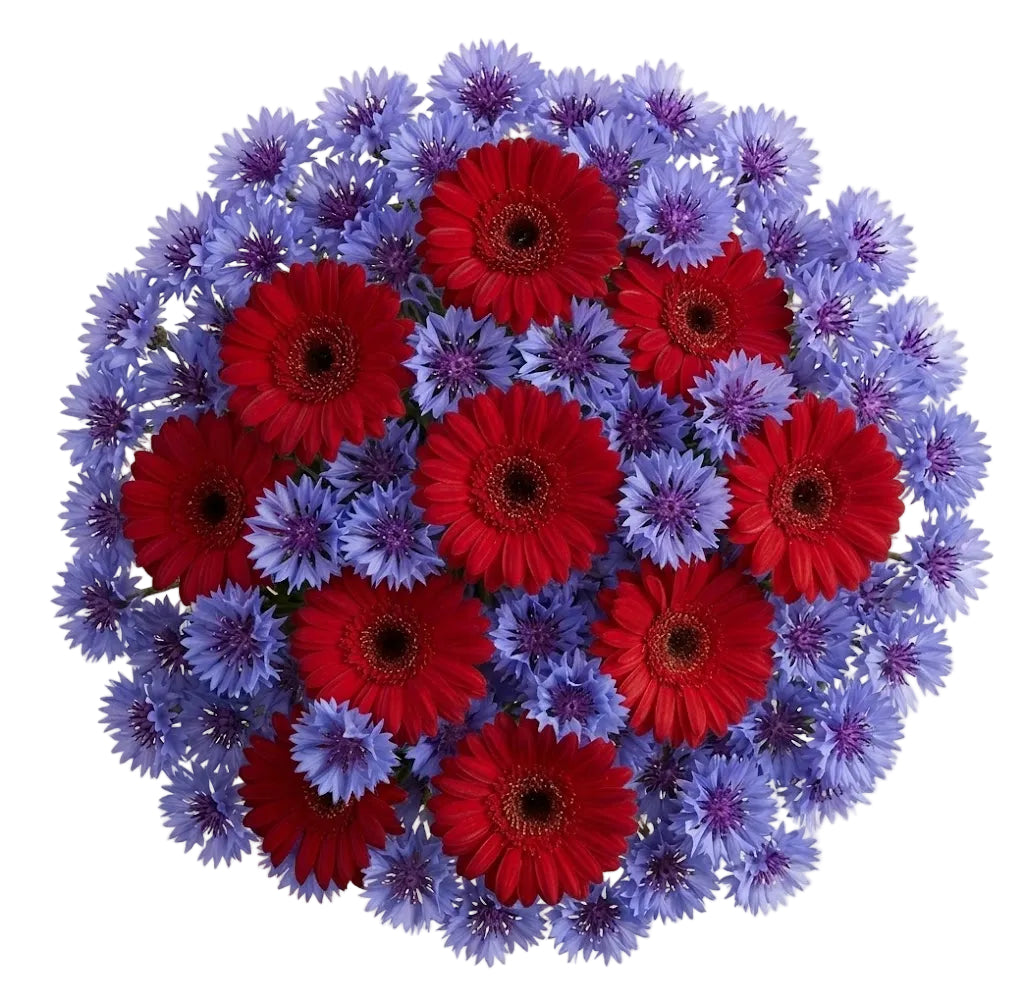 Pretty Bouquet of Gerbera and Cornflowers