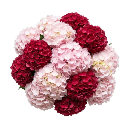 Red and Pink Hydrangea Luxury Bouquet