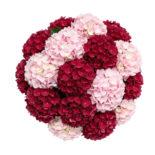 Red and Pink Hydrangea Luxury Bouquet