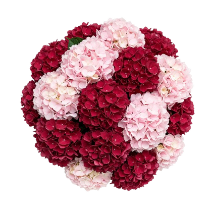 Red and Pink Hydrangea Luxury Bouquet
