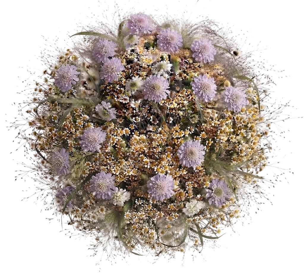 Scabiosa with Tanacetum in Panicum Grass Bouquet