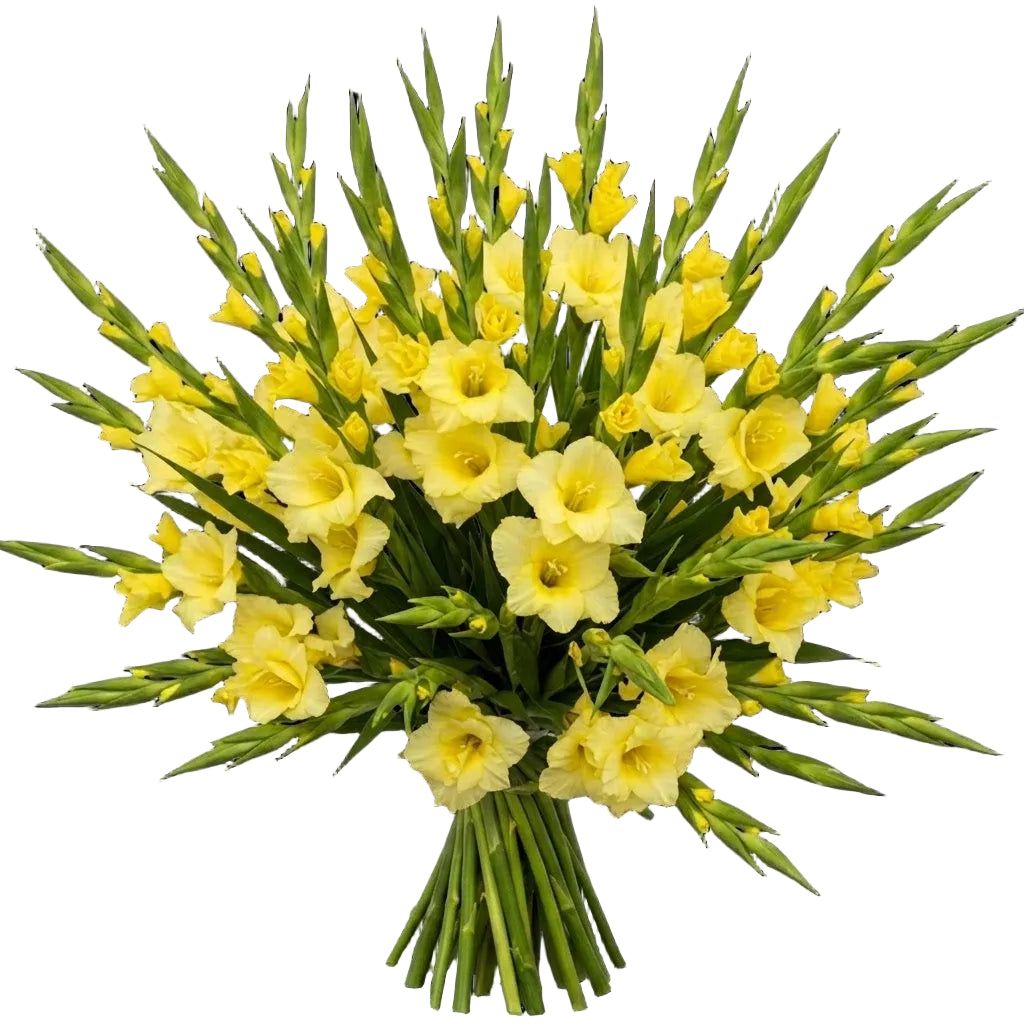 Yellow Gladiolus Bouquet