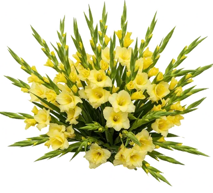 Yellow Gladiolus Bouquet