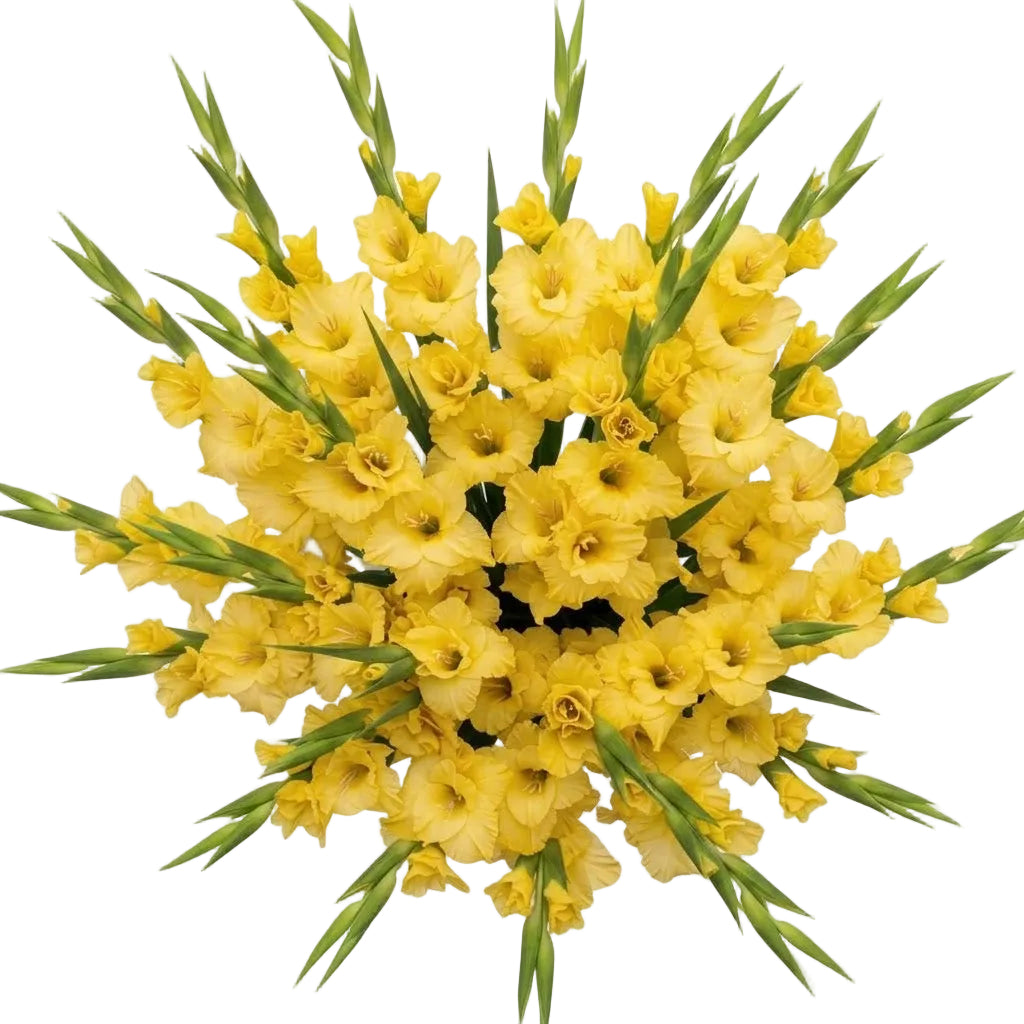 Yellow Gladiolus Bouquet