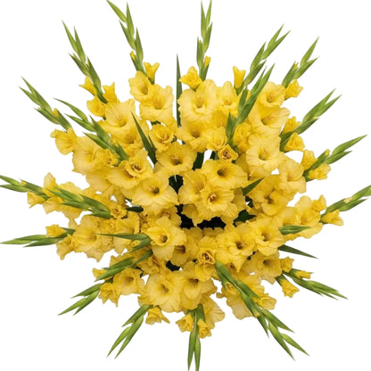 Yellow Gladiolus Bouquet