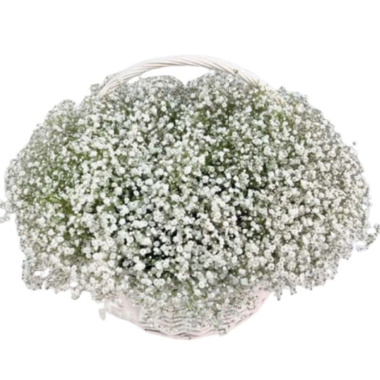 Amazing Basket of Gypsophila