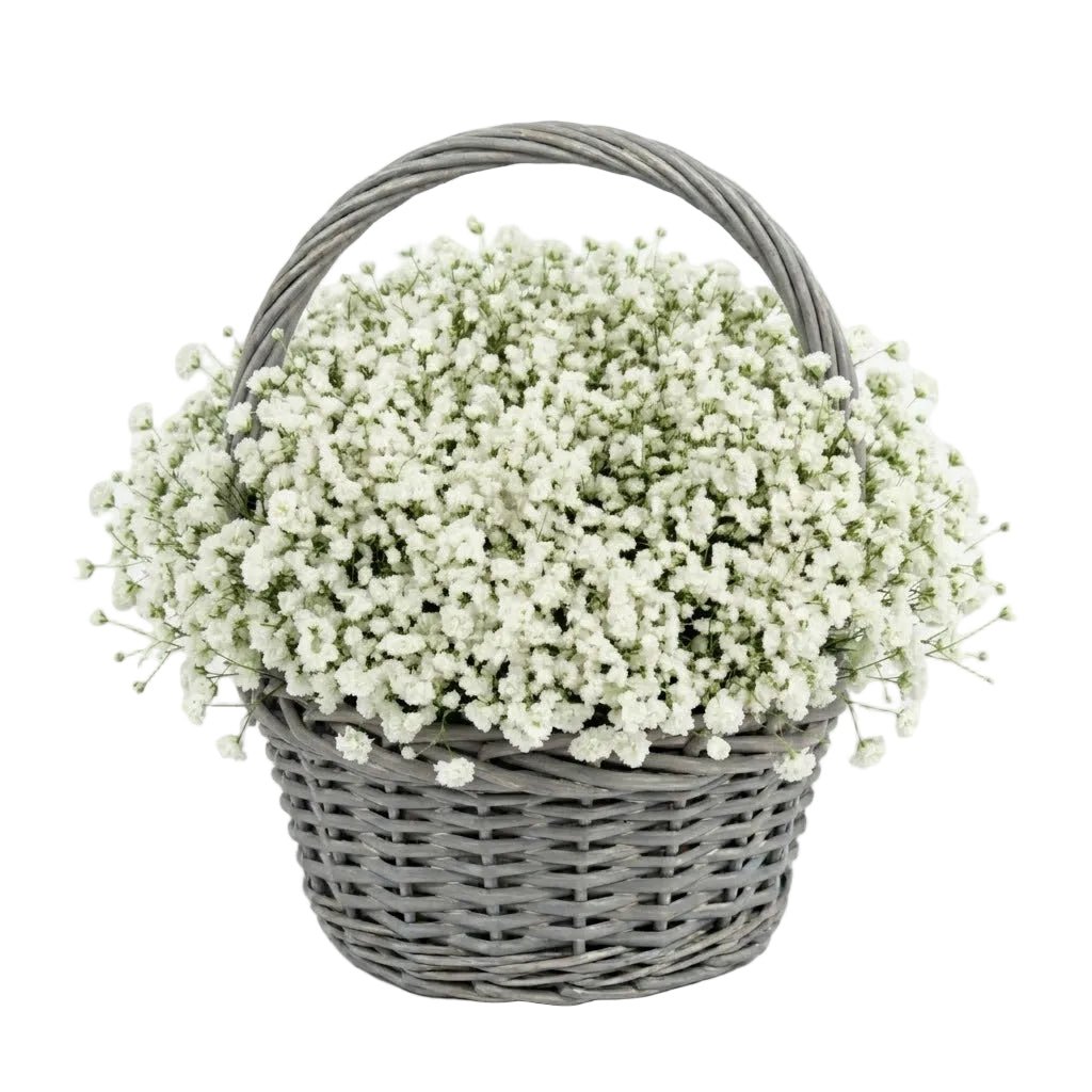 Amazing Basket of Gypsophila - Florist London