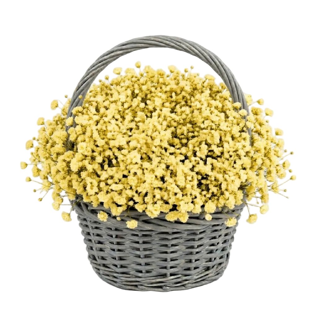 Amazing Basket of Gypsophila - Florist London