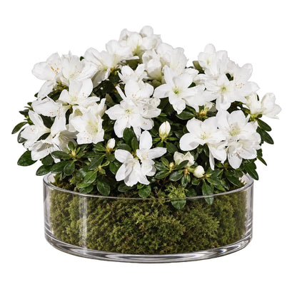 Azalea Plant in Clear Glass Bowl - Florist London