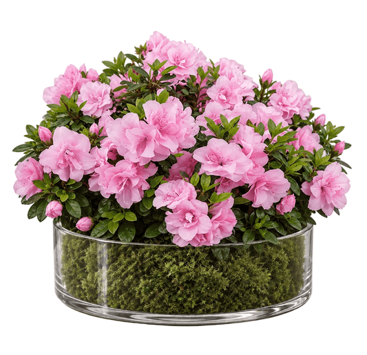 Azalea Plant in Clear Glass Bowl - Florist London