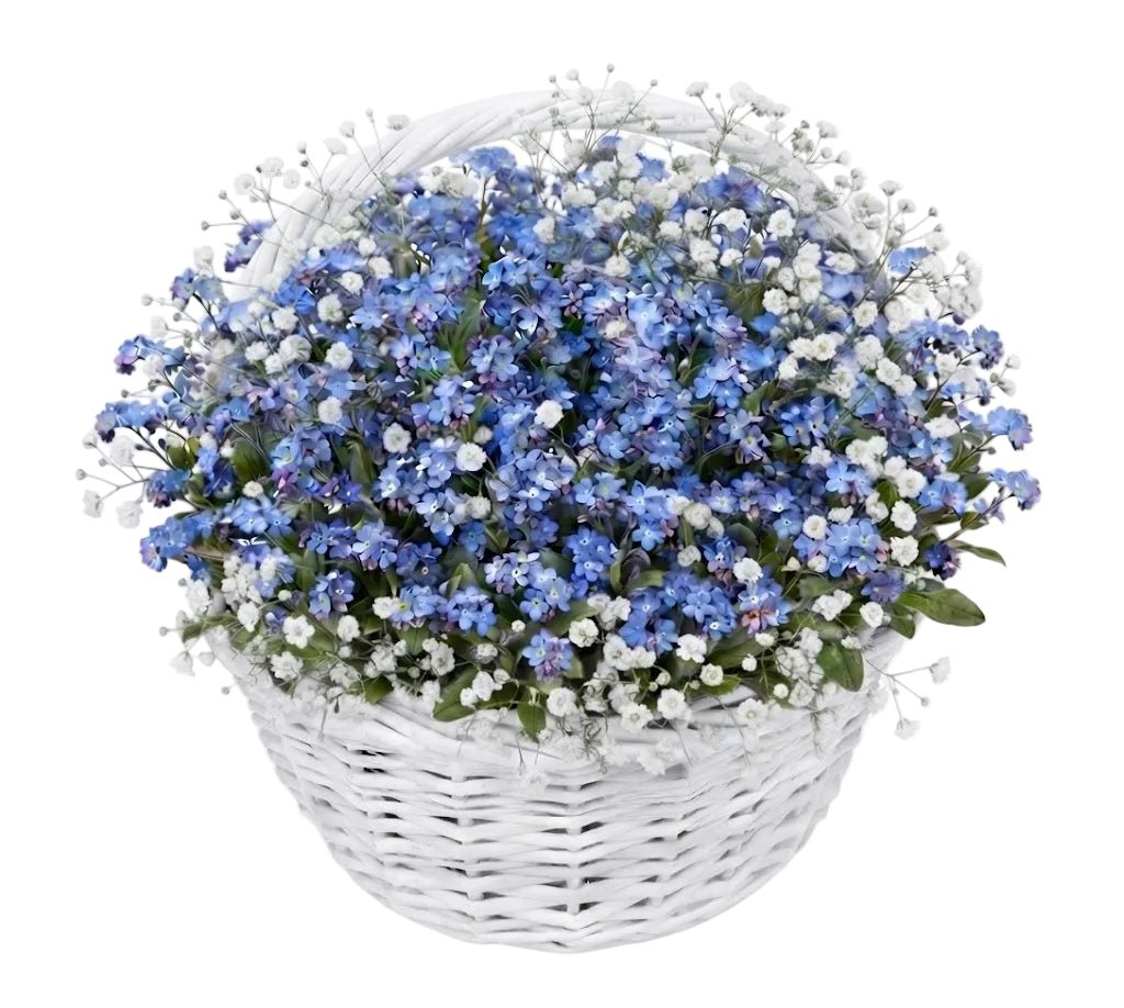 Basket of Blue Forget-Me-Not with Gypsophila - Florist London