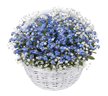 Basket of Blue Forget-Me-Not with Gypsophila - Florist London