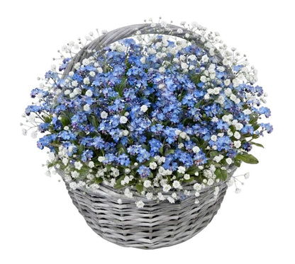 Basket of Blue Forget-Me-Not with Gypsophila - Florist London